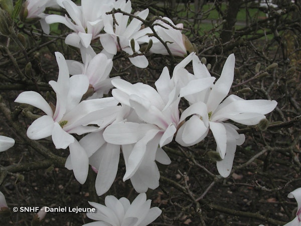 Photo Magnolia stellata