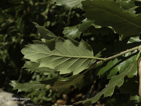 Photo Quercus ithaburensis subsp. macrolepis