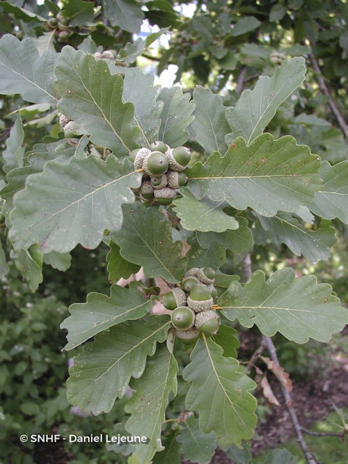 Photo Quercus petraea