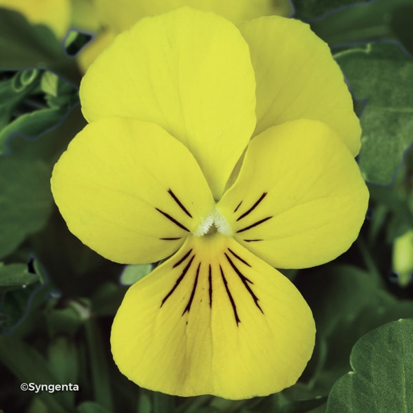 Photo Viola ( Cornuta Hybrids Group ) 'Endurio Yellow' ( ENDURIO® series )