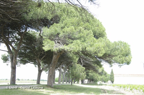 Photo Pinus pinea