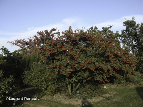 Photo Cotoneaster coriaceus
