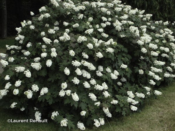 Photo Hydrangea quercifolia