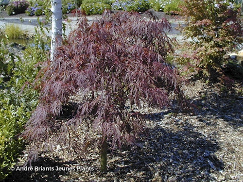 Photo Acer palmatum 'Garnet'