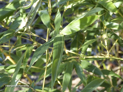 Photo Phyllostachys bambusoides