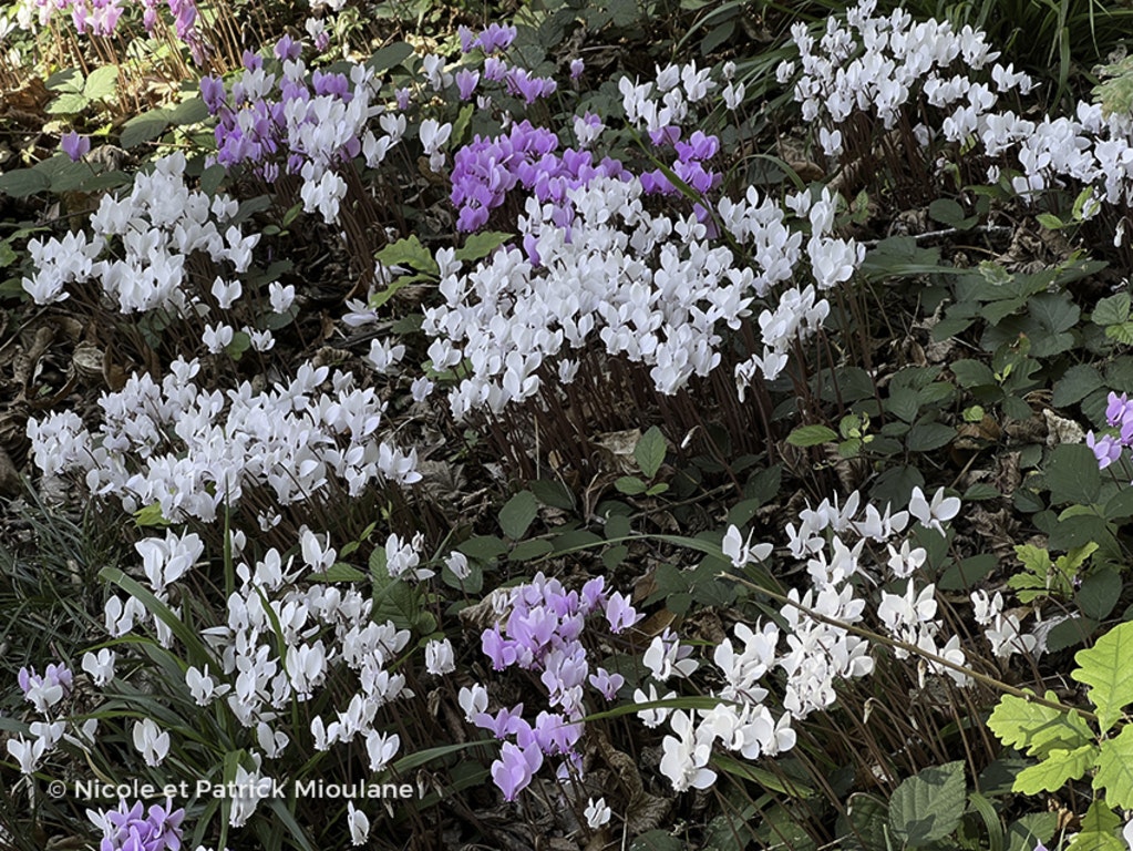 Image de Cyclamen hederifolium