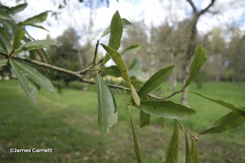Photo Quercus nigra