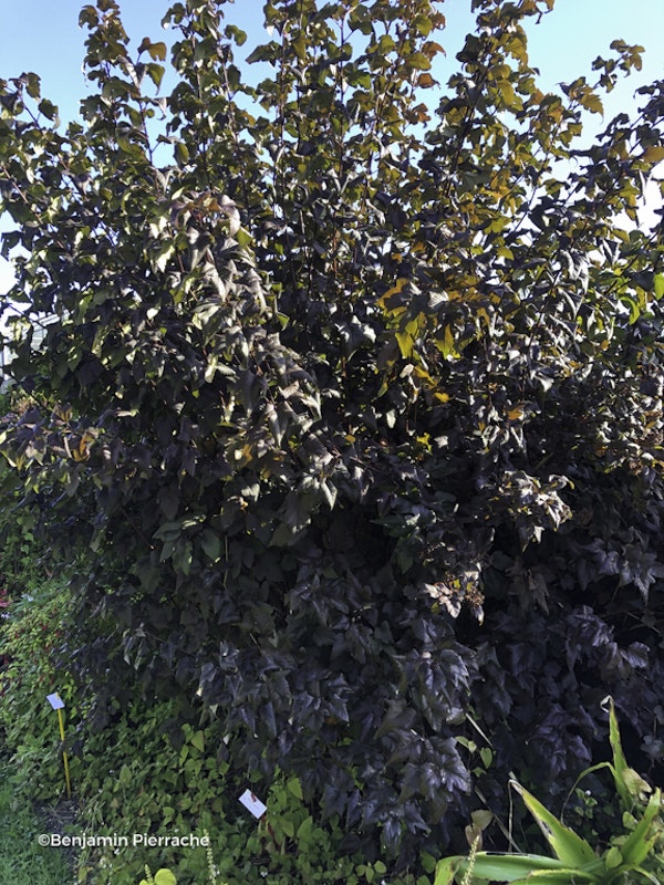 Photo Physocarpus opulifolius 'Diabolo'