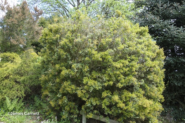 Photo Quercus coccifera