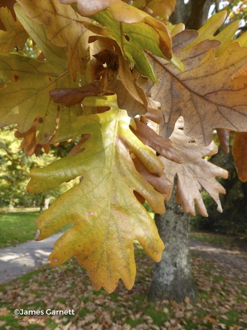 Photo Quercus frainetto