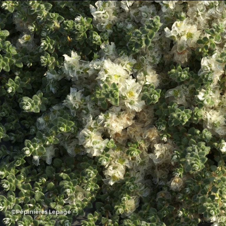 Image de Paronychia kapela subsp. serpyllifolia