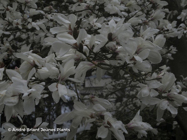 Photo Magnolia salicifolia