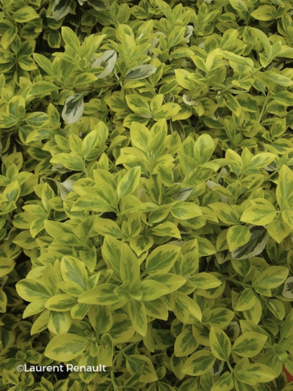 Photo Euonymus fortunei 'Emerald 'n' Gold'