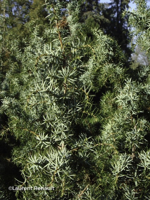 Photo Juniperus communis