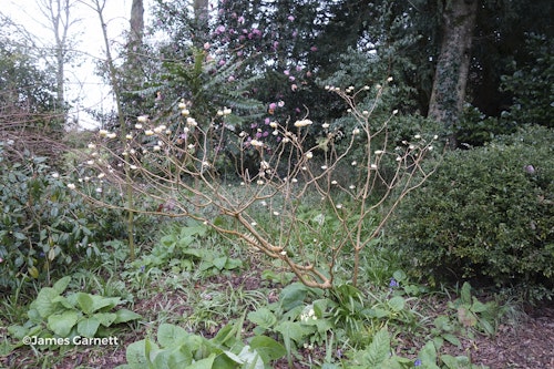 Photo Edgeworthia chrysantha