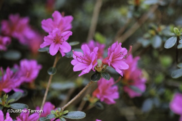Photo Rhododendron japonoheptamerum