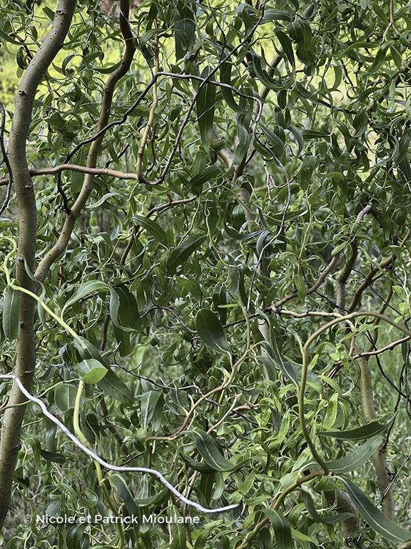 Image de Salix babylonica var. pekinensis 'Tortuosa'
