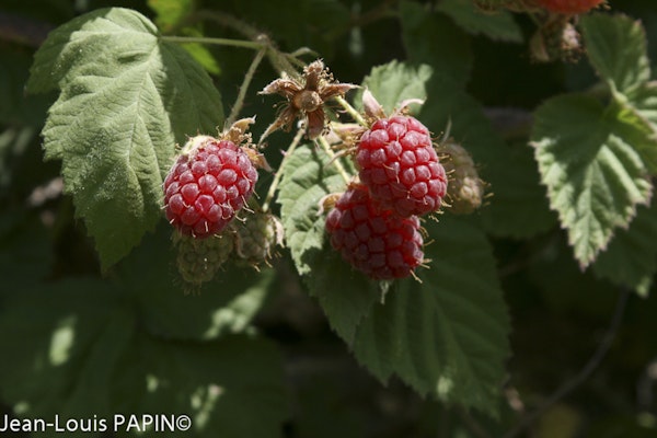 Photo Rubus idaeus