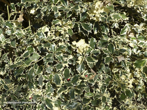 Photo Ilex aquifolium 'Argentea Marginata'