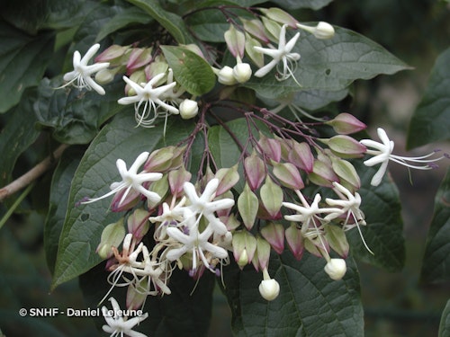 Photo Clerodendrum trichotomum