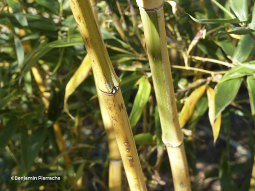Photo Phyllostachys bambusoides