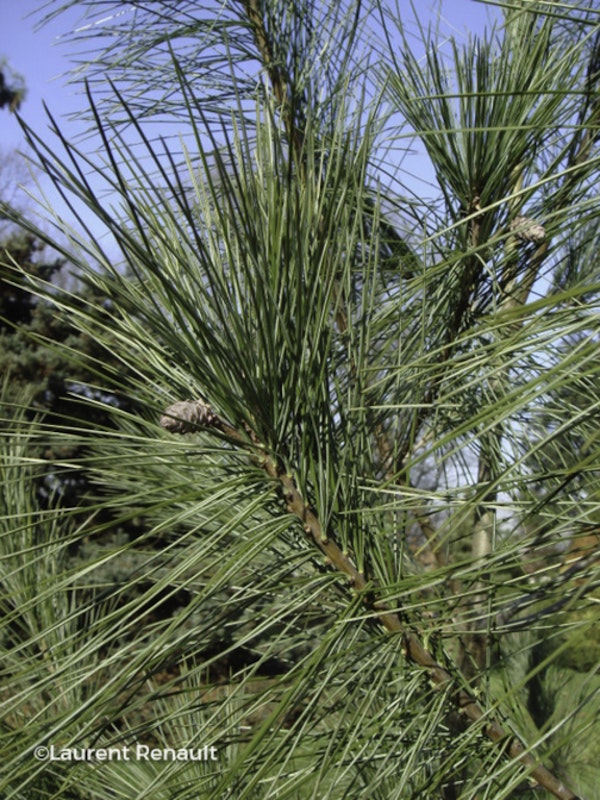 Photo Pinus strobus