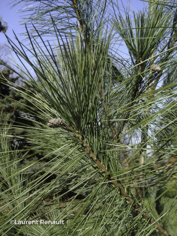 Image de Pinus strobus