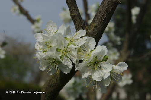 Photo Prunus domestica