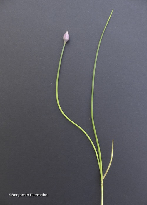 Photo Allium schoenoprasum