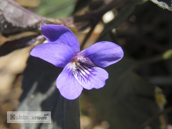 Photo Viola labradorica