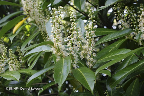 Photo Prunus laurocerasus