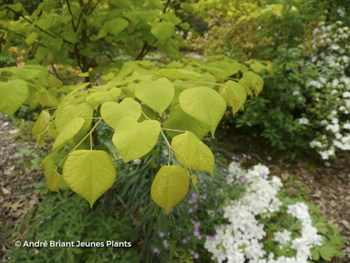 Photo Cercis canadensis 'Hearts of Gold'
