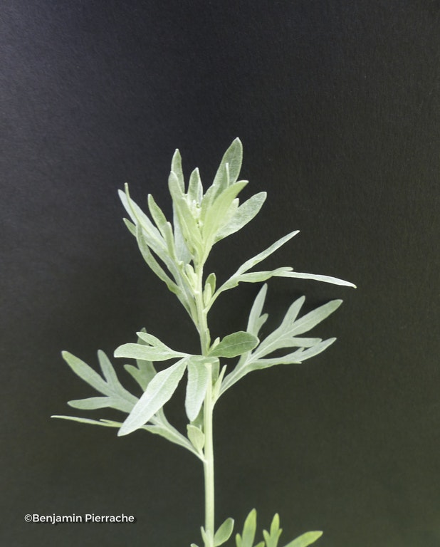 Image de Artemisia absinthium