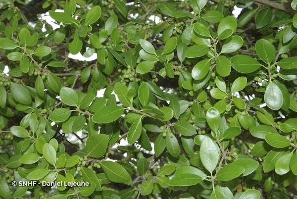 Photo Phillyrea latifolia