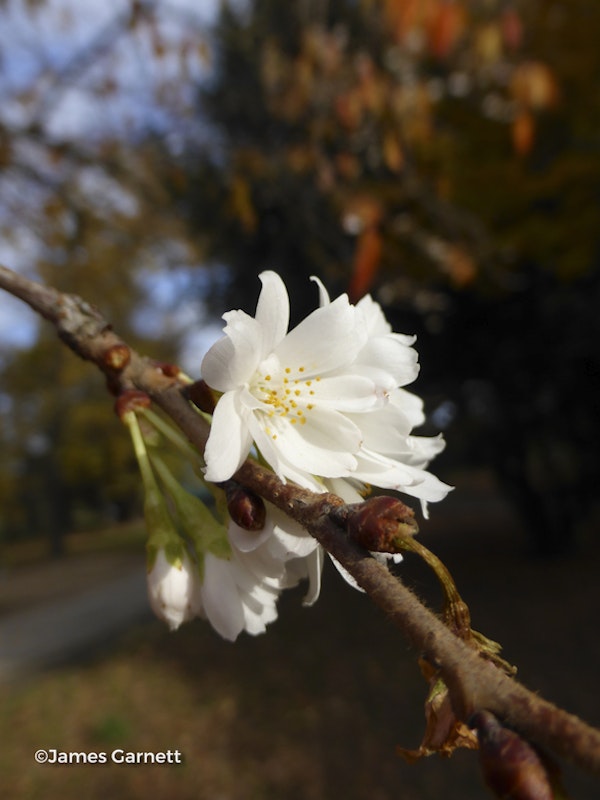 Photo Prunus x subhirtella 'Autumnalis'