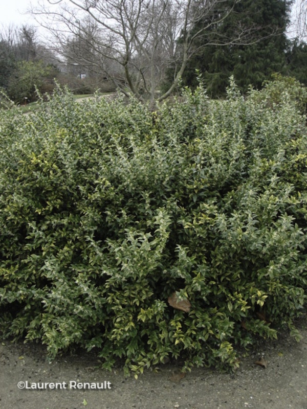 Photo Sarcococca ruscifolia
