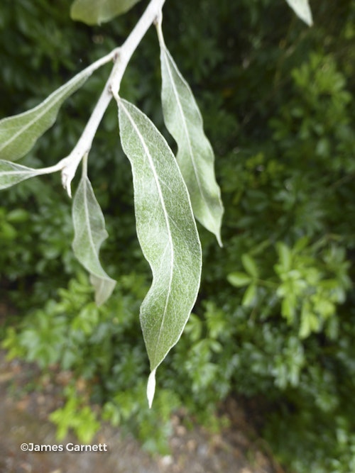 Photo Pyrus salicifolia 'Pendula'