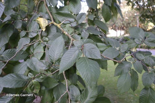 Photo Ostrya carpinifolia