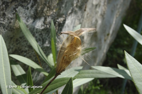 Photo Nerium oleander