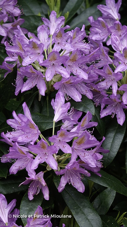 Image de Rhododendron ponticum