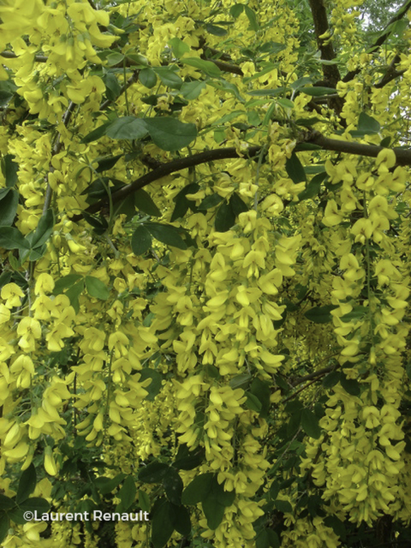 Floriscope | Laburnum Anagyroides