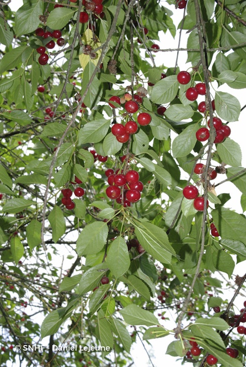 Photo Prunus cerasus