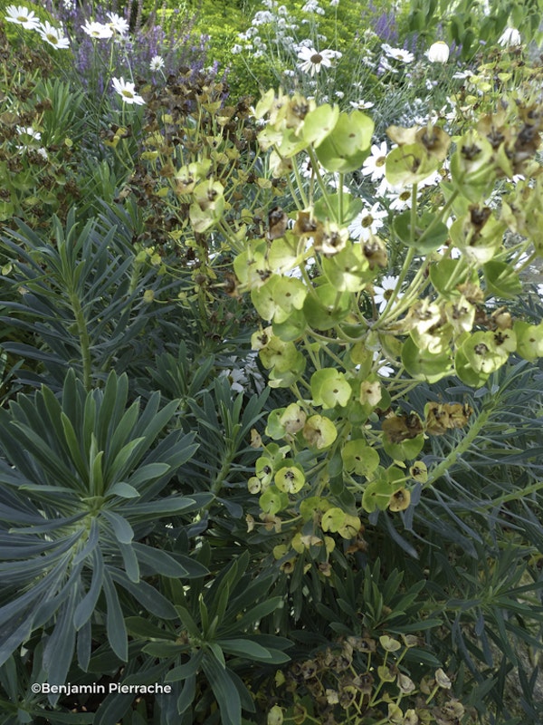 Photo Euphorbia characias subsp. wulfenii