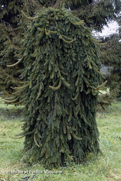 Image de Picea abies 'Inversa'