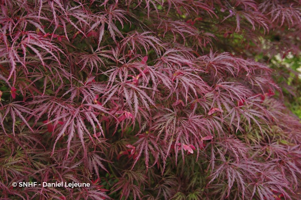 Photo Acer palmatum 'Garnet'