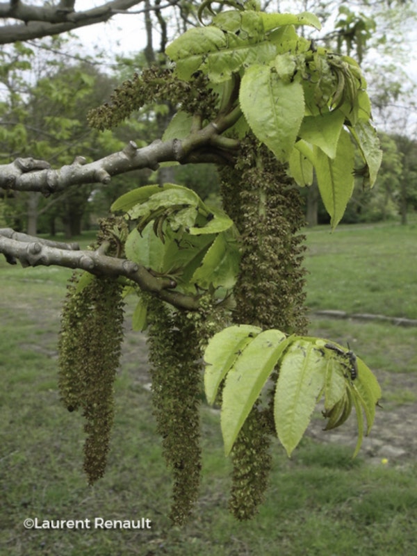 Photo Pterocarya fraxinifolia
