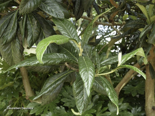 Photo Eriobotrya japonica