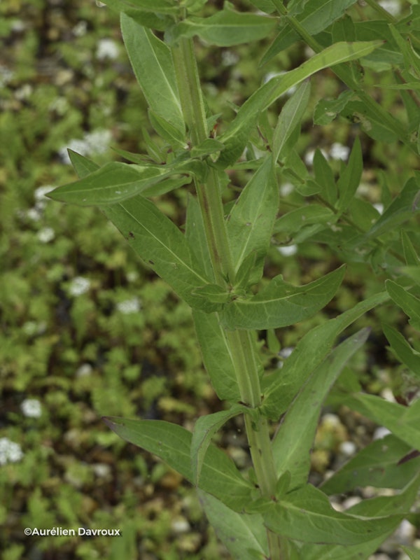 Photo Lythrum salicaria