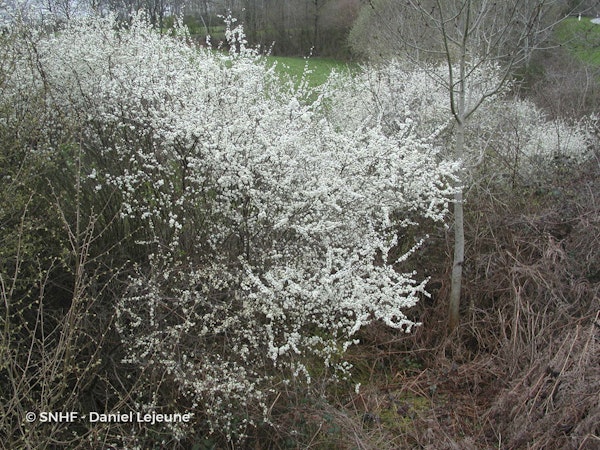 Photo Prunus spinosa