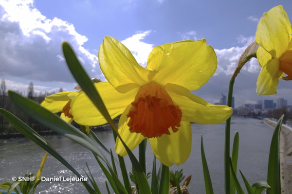 Photo Narcissus spp.